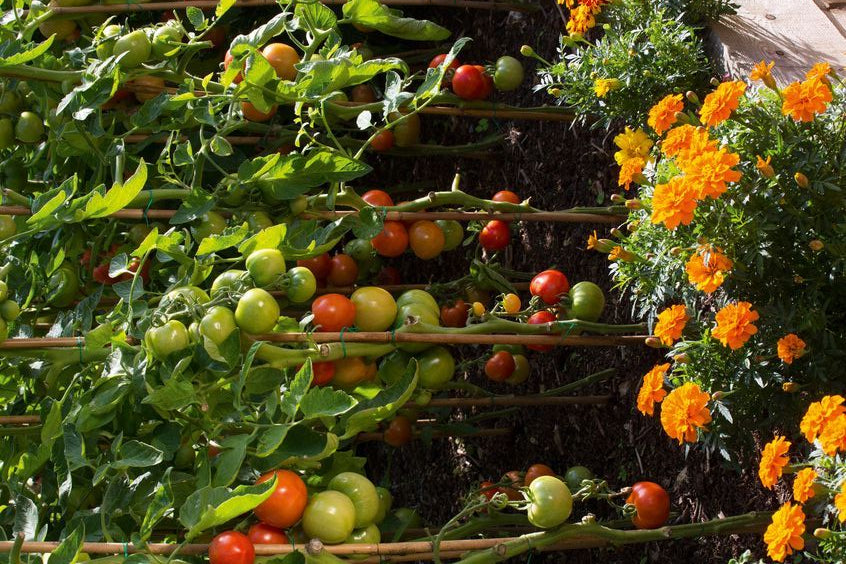 10 Étapes pour lancer un Jardin Biologique